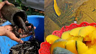 Big Crayfish Eat Pumpkin and fish, Growing Green Onion - Crayfish in a Natural Aquaponics System