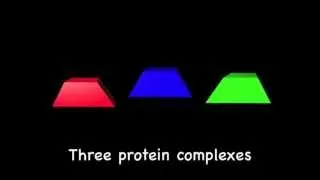 Capsid [2,3,5-fold symmetry]