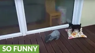 Puppy sees rabbit for the first time, loses his mind