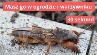 Masz go w grządkach. Turkuć Podjadek. Szkodnik