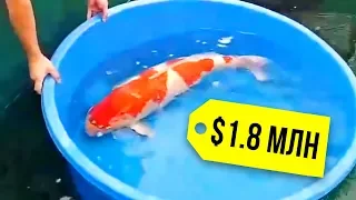 Почему рыба кои стоит так дорого?