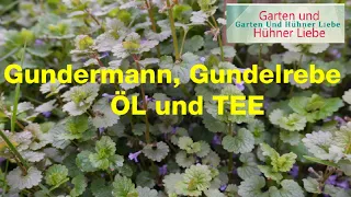 Gundermann, Gundelrebe, Öl und Tee aus Gundermann