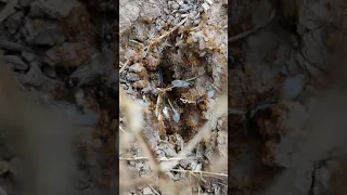 #Shorts  Flight of ants species Lasius flavus                       Лёт муравьев вида Lasius flavus.