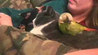 Parrot preens cat