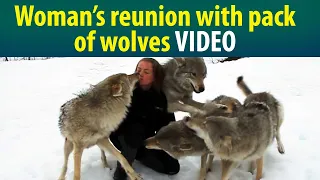 Watch: Woman’s reunion with pack of wolves goes viral