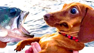 Best Funny Animal Videos 2023 - Funniest Cats And Dogs Video - Part  - 125
