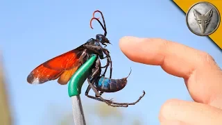 STUNG by a TARANTULA HAWK!