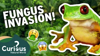 Will This Mysterious Fungus Make Wildlife EXTINCT? 😭😱 | Curious?: Natural World