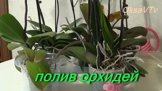 Полив орхидеи, как поливать орхидеи Phalaenopsis. how to water orchids Phalaenopsis