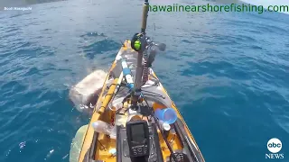 Tiger Shark Rams A Kayak Off The Hawaii Coast!