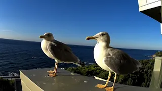 Seagulls troll