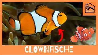 Wie halte ich Clownfische im Meerwasseraquarium