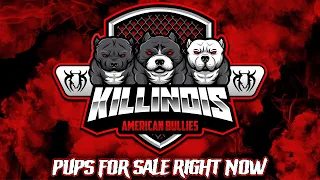 CALL IN NOW!!!!!! OUR AMERICAN BULLY PUPS ARE OFFICIALLY UP FOR SALE!!!!!!!!