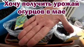 Хотите есть свои огурцы уже в мае? Сейте так