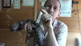 Ручная кобра - 2020. Trained cobra, part 2.