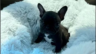 Tiny Frenchie 5 weeks won't stop complaining about not being able to get out of her cage