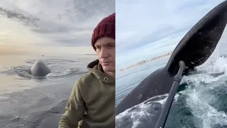 Three Giant Whales Breach Next to Kayakers || World Wild Waves