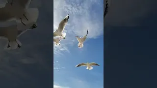 Larus canus ( Common gull)