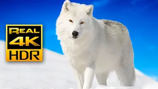 Красивые зимние животные в 4K HDR 🐺❄️ Арктические волки и песцы — Расслабляющая музыка.