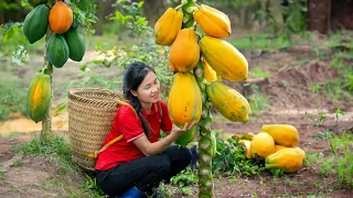 Harvesting SEEDLESS PAPAYA - 2 Year Alone in Forest