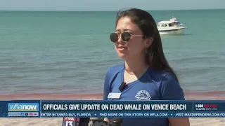Whale carcass to be hauled off Venice Beach and out to sea, officials say