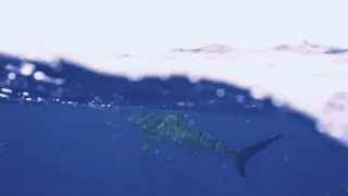 Bitten In the Head by a Dusky Shark