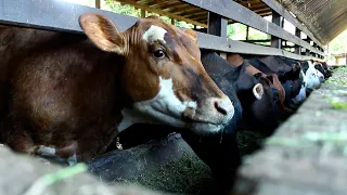 36 CABEÇAS DE GADO EM UM HECTARE DE PASTAGEM!