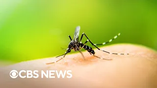 Mosquitoes carrying West Nile found in California