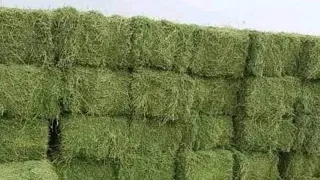 alfalfa hay in Rawalpindi 03220966288