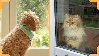 Funny Cat and Dog Video | Quarantine Life with Cats and Dogs !