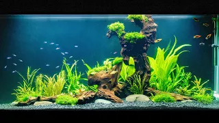 Building A Giant Planted Fish Tank! Step by step Aquarium setup