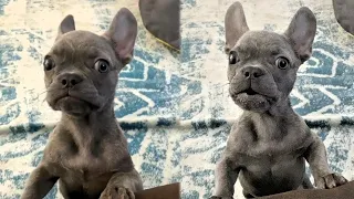 Tiny Frenchie won't stop complaining asking for food
