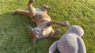 Cougar Messi steals toys from Gerda's enclosure!