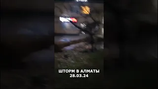 Упало дерево во время шторма в Алматы