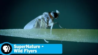 SUPERNATURE - WILD FLYERS | Crowded Skies | PBS