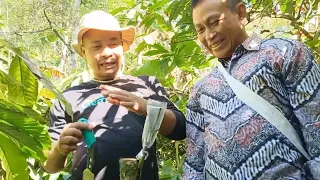 Belajar Ilmu Dasar Kopi On Farm (Budidaya dan Pasca Panen) Yang benar bersama Sekolah Kopi Gemawang