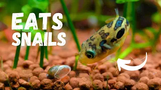 Best Snail Eating Aquarium Fish