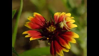 Touring the Tallgrass Prairie