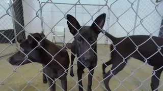 Rescue Dogs for Adoption at Maryland DogFest 2021 3D 180 VR