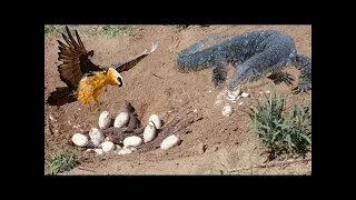 Amazing Birds Protect Crocodile Eggs From Monitor Lizard Hunting - Animals Attacks