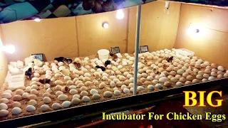 Incubator for Chicken Eggs | BIG Incubator For Hatching Eggs at Home | Egg Incubator | Birds Palace