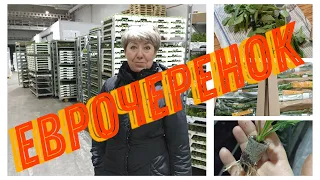 Еврочеренок неукоренённый. Очередное получение.