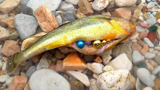 Incredible golden fish with big and golden pearls in its belly