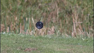 Satisfying Cracking Clay Shot Rabbits Clay Pigeon Shooting with Blaser F16 and Shotkam