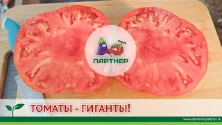 ТОМАТЫ-ГИГАНТЫ!