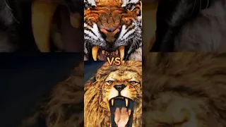 LION VS TIGER,GRIZZLY BEAR,WOLF,ELEPHANT,IPPOPOTAMOS,CROCODILE,COMPILATION