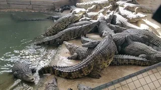 Cocodile Park.     C. Cuba, 14, 29620 Torremolinos, Málaga.       Located in: Aqualand Torremolinos