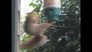 Helikopter squirrel