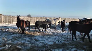 100 тысяч рублей на развитие личного подсобного хозяйства могут получить жители Колпашевского района