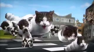 Welcome To Kitty City Forward And Reversed